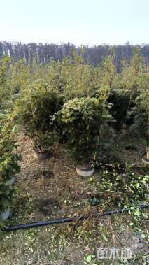 大杯苗观音竹