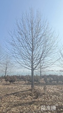 25公分娜塔栎