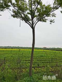 15公分栾树