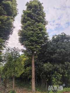 35公分金丝楠木