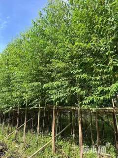 3公分桉树