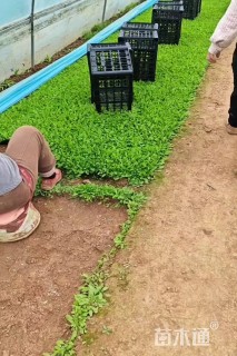 高度6厘米鼠尾草