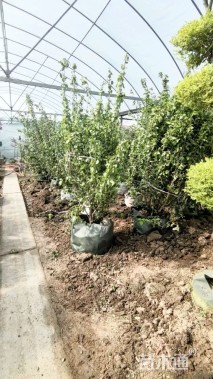 高度150厘米木绣球