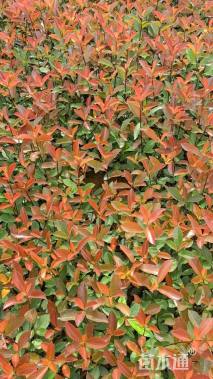 0.2公分红叶石楠