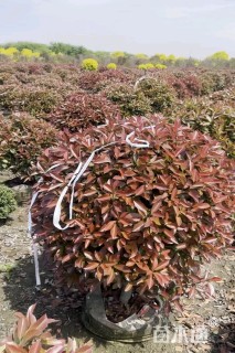 冠幅100厘米红叶石楠球