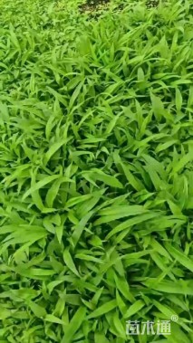 高度30厘米白芨