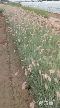 高度50厘米糖蜜草