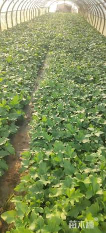 高度25厘米春羽