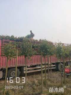 1公分大叶女贞