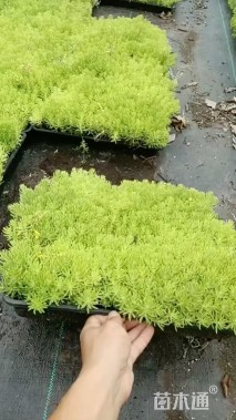 高度10厘米佛甲草