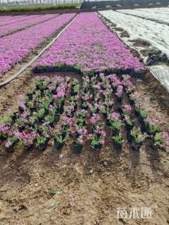 高度15厘米福禄考