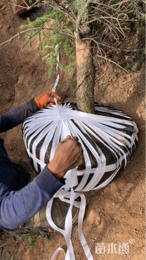 6公分克罗拉多蓝杉