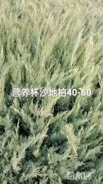 高度40厘米沙地柏