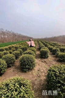 冠幅70厘米小叶女贞球