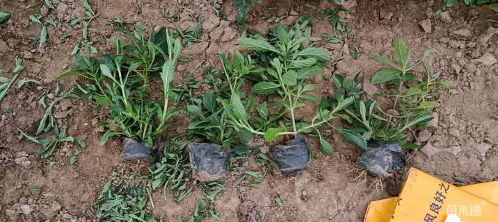 高度20厘米马鞭草