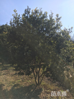12公分杨梅