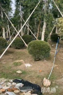 高度70厘米木麻黄球