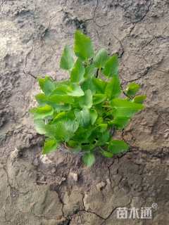 高度15厘米紫花地丁