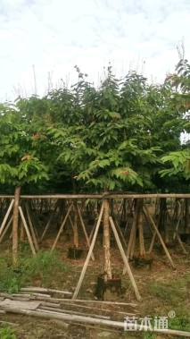 10公分大叶紫薇