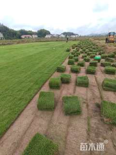 草卷状马尼拉草