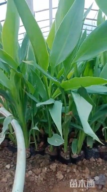 高度40厘米美人蕉