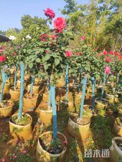 高度150厘米高杆月季