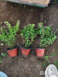 高度15厘米满天星