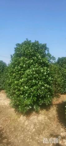 高度300厘米丛生桂花