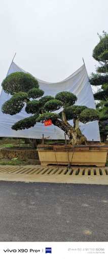 50公分对节白蜡