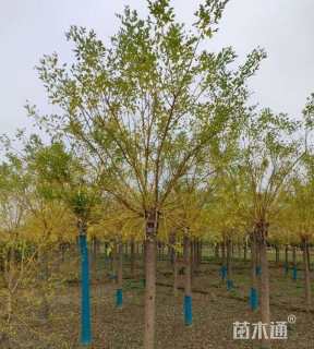 12公分金枝槐