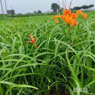 高度18厘米大花萱草