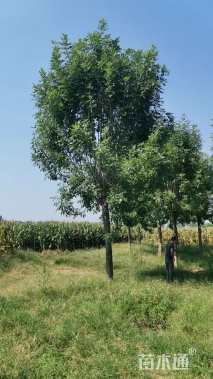 12公分秋紫白蜡