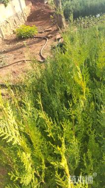 高度80厘米日本扁柏