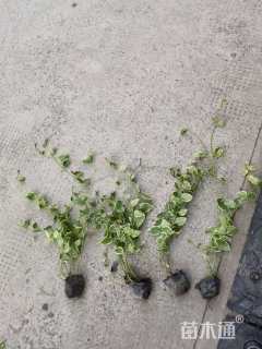 高度40厘米花叶蔓长春