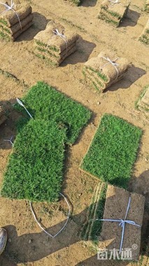 草卷状马尼拉草