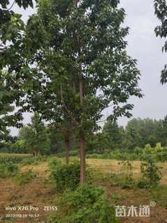 18公分楸树