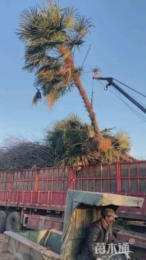 裸干高600厘米棕榈