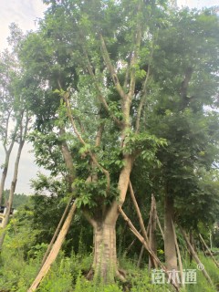 50公分黄葛树
