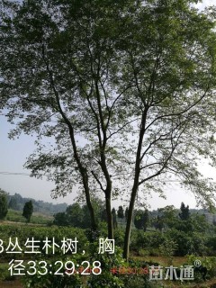 25公分朴树
