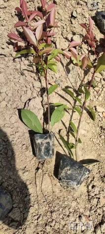 0.3公分红叶石楠