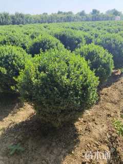 冠幅100厘米小叶黄杨球