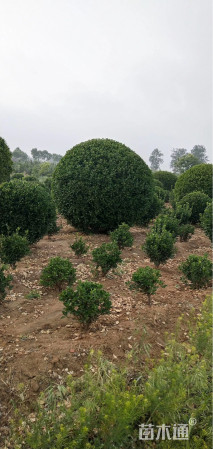 冠幅250厘米大叶黄杨球