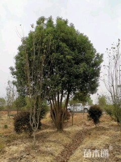 40公分多杆香樟
