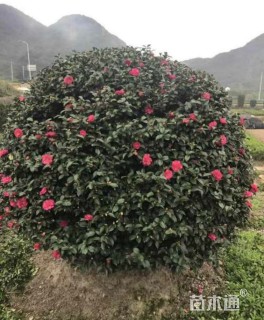 冠幅90厘米茶梅球
