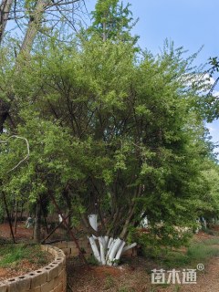 高度500厘米牛筋木