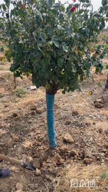 高度1.8厘米月季