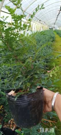 高度30厘米胡椒木