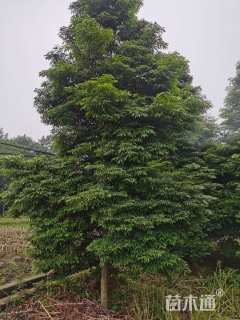 12公分金丝楠木