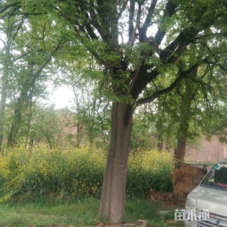 55公分皂荚