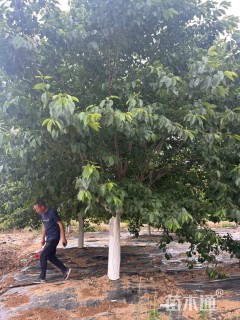 18公分染井吉野樱